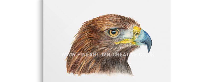 golden eagle drawing