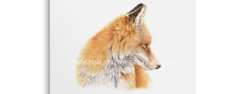 Fox drawing