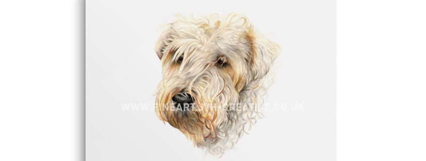 wheaten terrier drawing