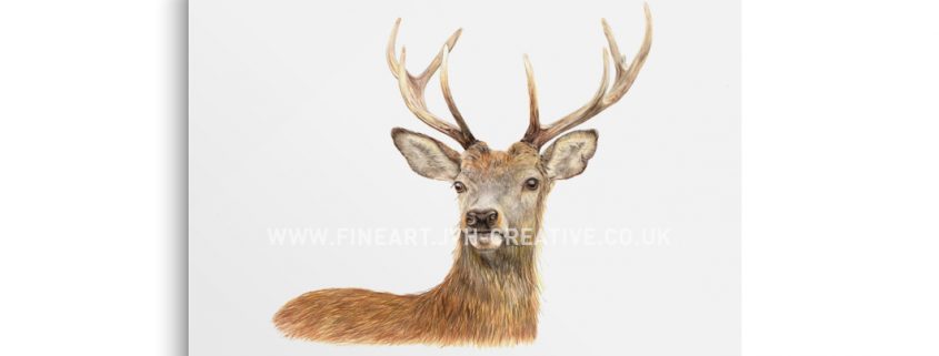Deer coloured pencil drawing