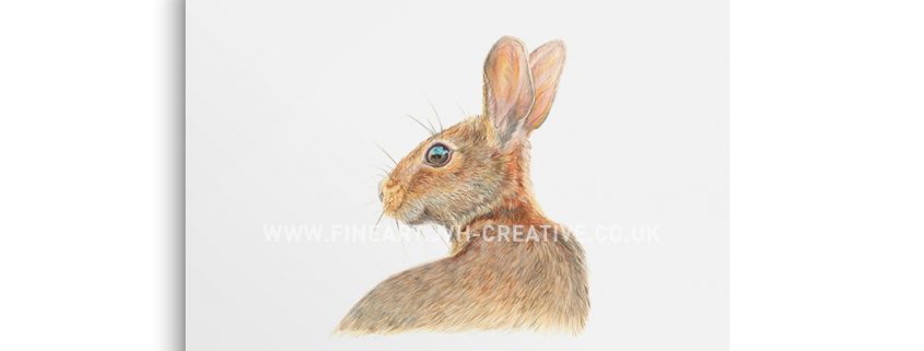 hare drawing