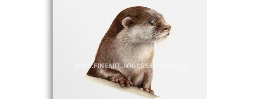 otter drawing