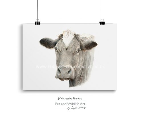 British cattle drawing