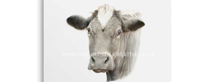 British cattle drawing
