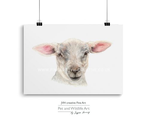 lamb drawing