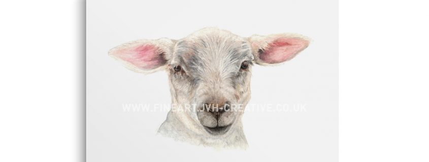 lamb drawing