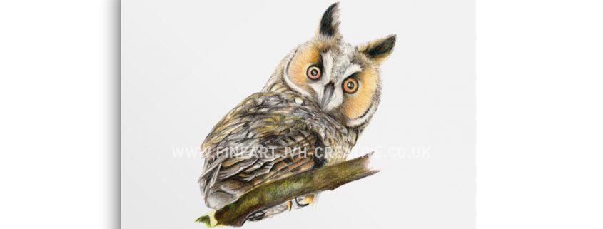 owl drawing