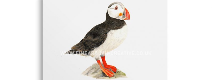 Puffin drawing