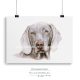 Weimaraner drawing
