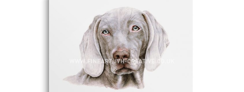 Weimaraner drawing