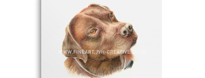 Labrador drawing