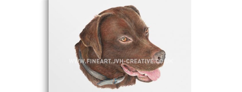 Labrador drawing