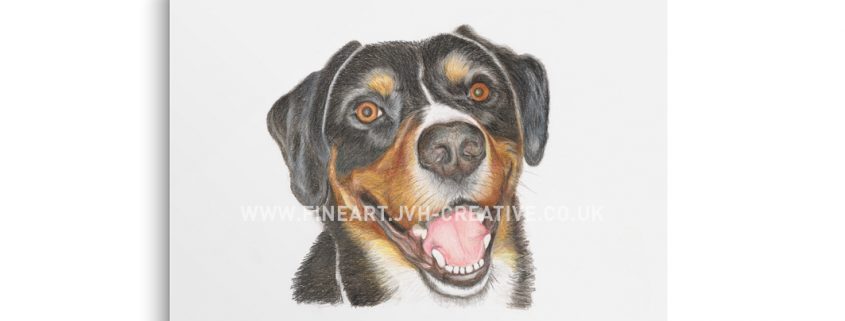 Appenzeller sennenhund drawing
