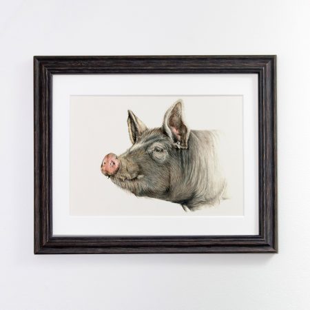 Berkshire Pig black framed