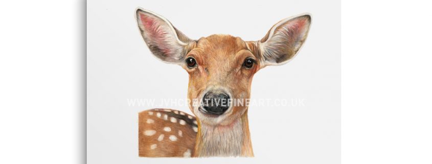 Yound Deer Drawing
