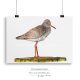 Redshank drawing