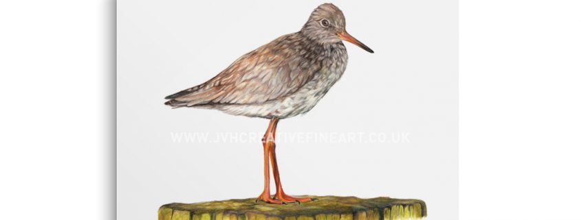 Redshank drawing