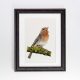 Robin framed black