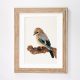 Jay bird Print