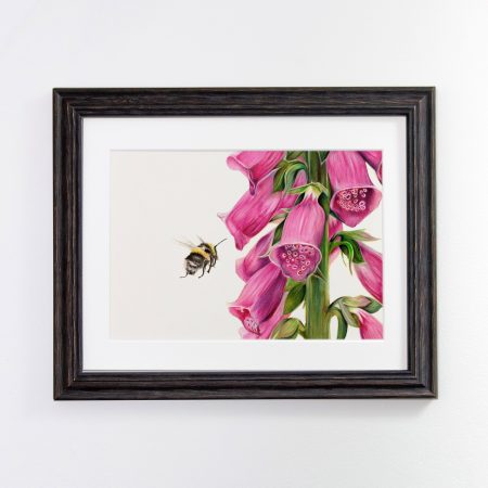 bumblebee and Foxglove black framed