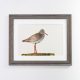 Redshank Print