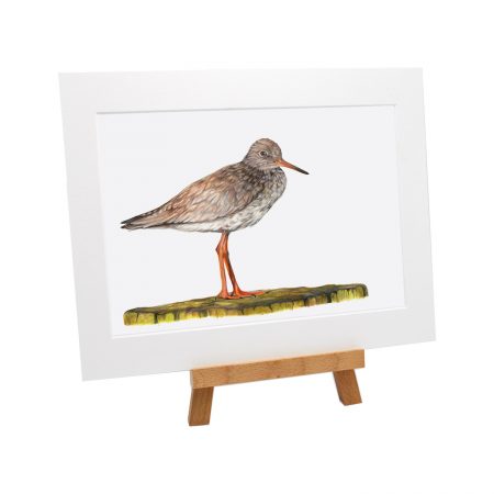 Rudy Redshank Print