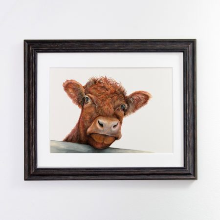 shorthorn black frame