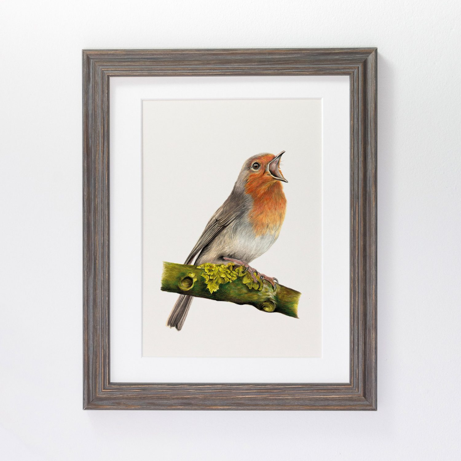 Robin Print coloured pencil art JVH creative Fine Art