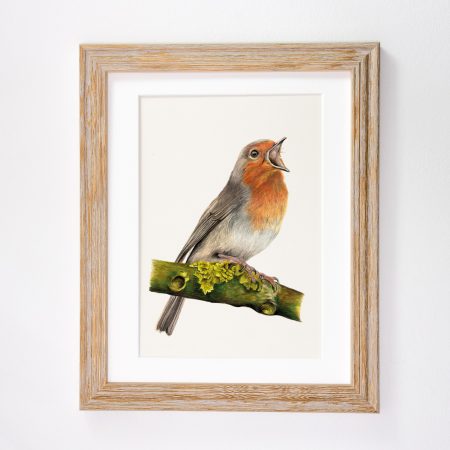 Robin Print – Roland - Image 3