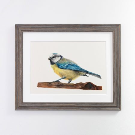 Blue Tit Print – Trevor - Image 3