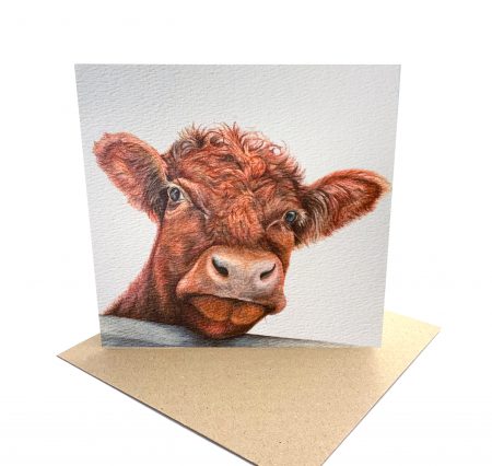 Shorthorn Cattle Card