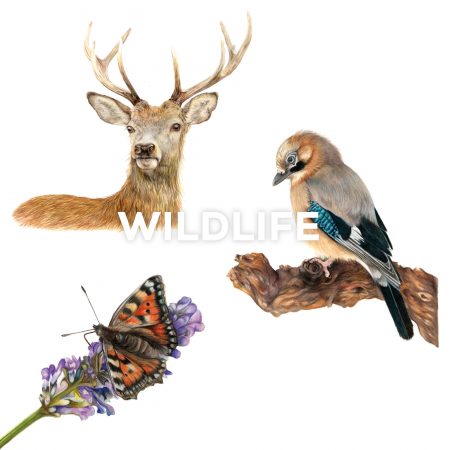 Wildlife