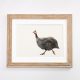 Guniea Fowl light framed