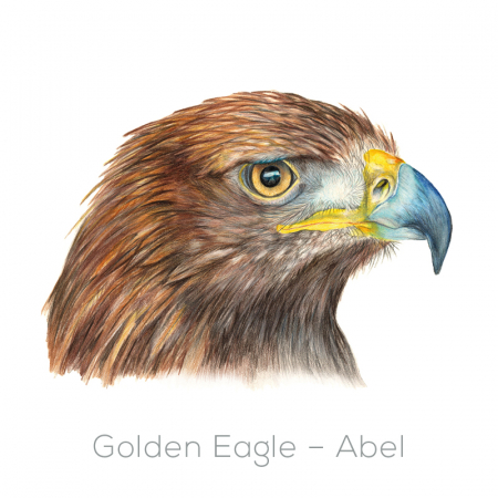Eagle – Abel