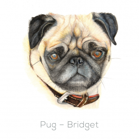 Pug – Bridget