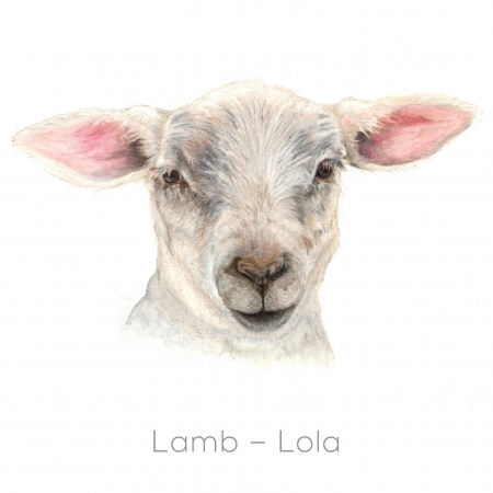 Lamb – Lola