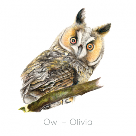 Owl – Olivia