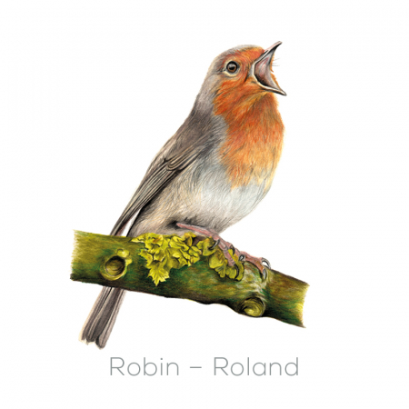 Robin – Roland