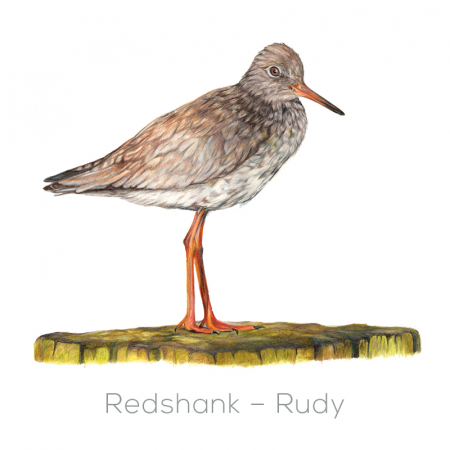 Redshank – Rudy