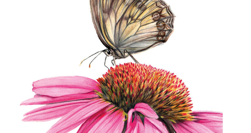 Echinacea and Butterfly