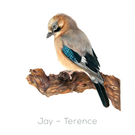Jay – Terence