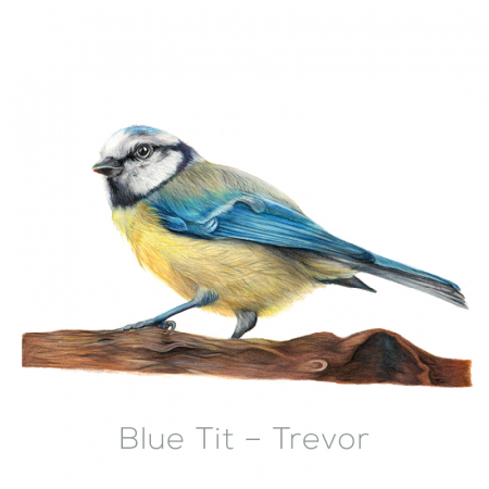 Blue Tit – Trevor
