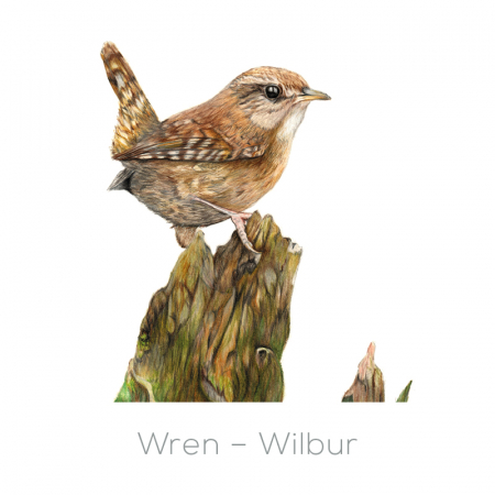 Wren – Wilbur