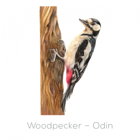 Woodpecker – Odin