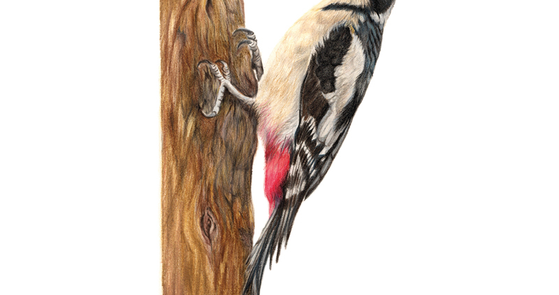 Woodpecker Odin