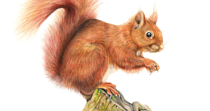 Red Squirrel Sammy