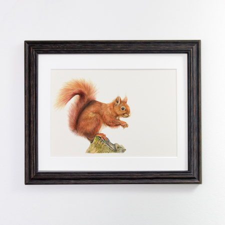 Red Squirrel Print Framed black frame
