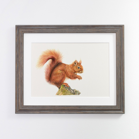 Red Squirrel Framed print grey frame