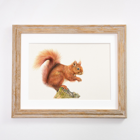 Red Squirrel Print Framed Tan
