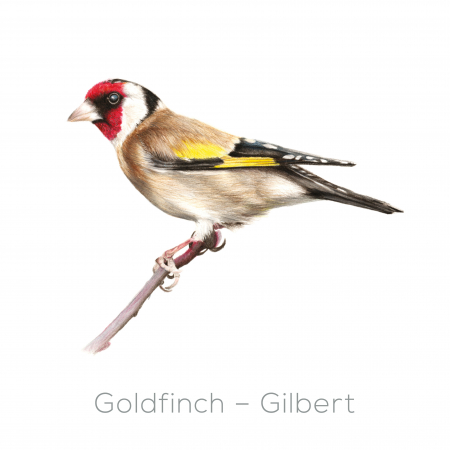 Goldfinch – Gilbert